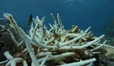 Bill targets sunscreen labels that mislead about reef safety