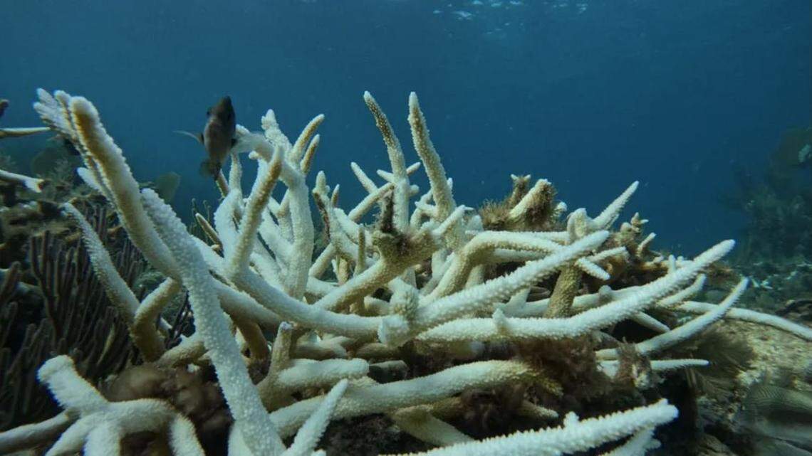 Bill targets sunscreen labels that mislead about reef safety