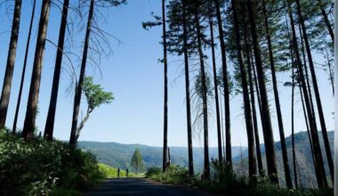 Placer County approves $1.3M French Meadows forest thinning