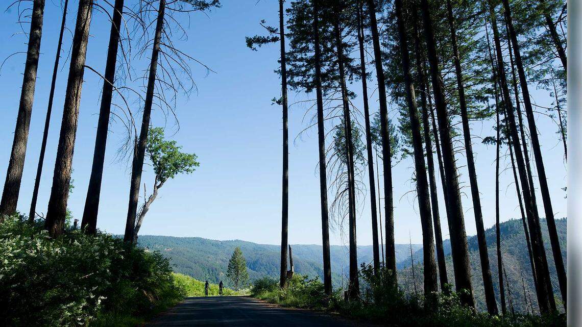Placer County approves $1.3M French Meadows forest thinning