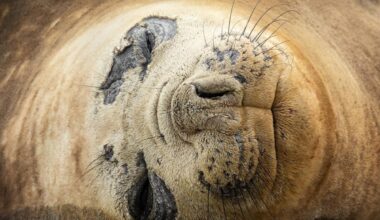 A-Z Animals Articles