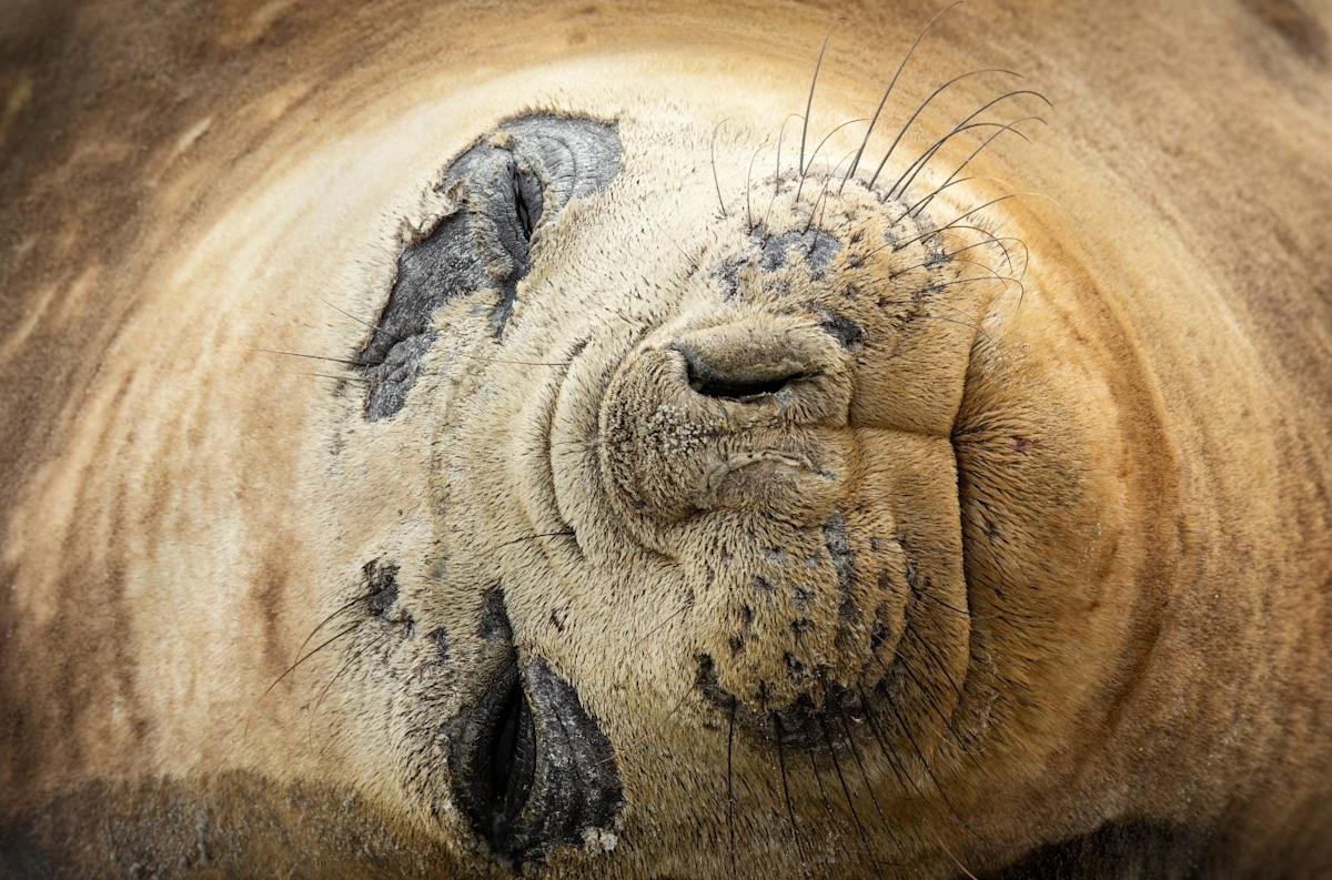 A-Z Animals Articles