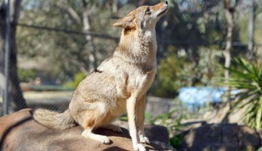 Humane Society advises community on living alongside coyotes