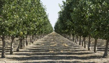 Westside Fresno almond ranches continue to attract buyers