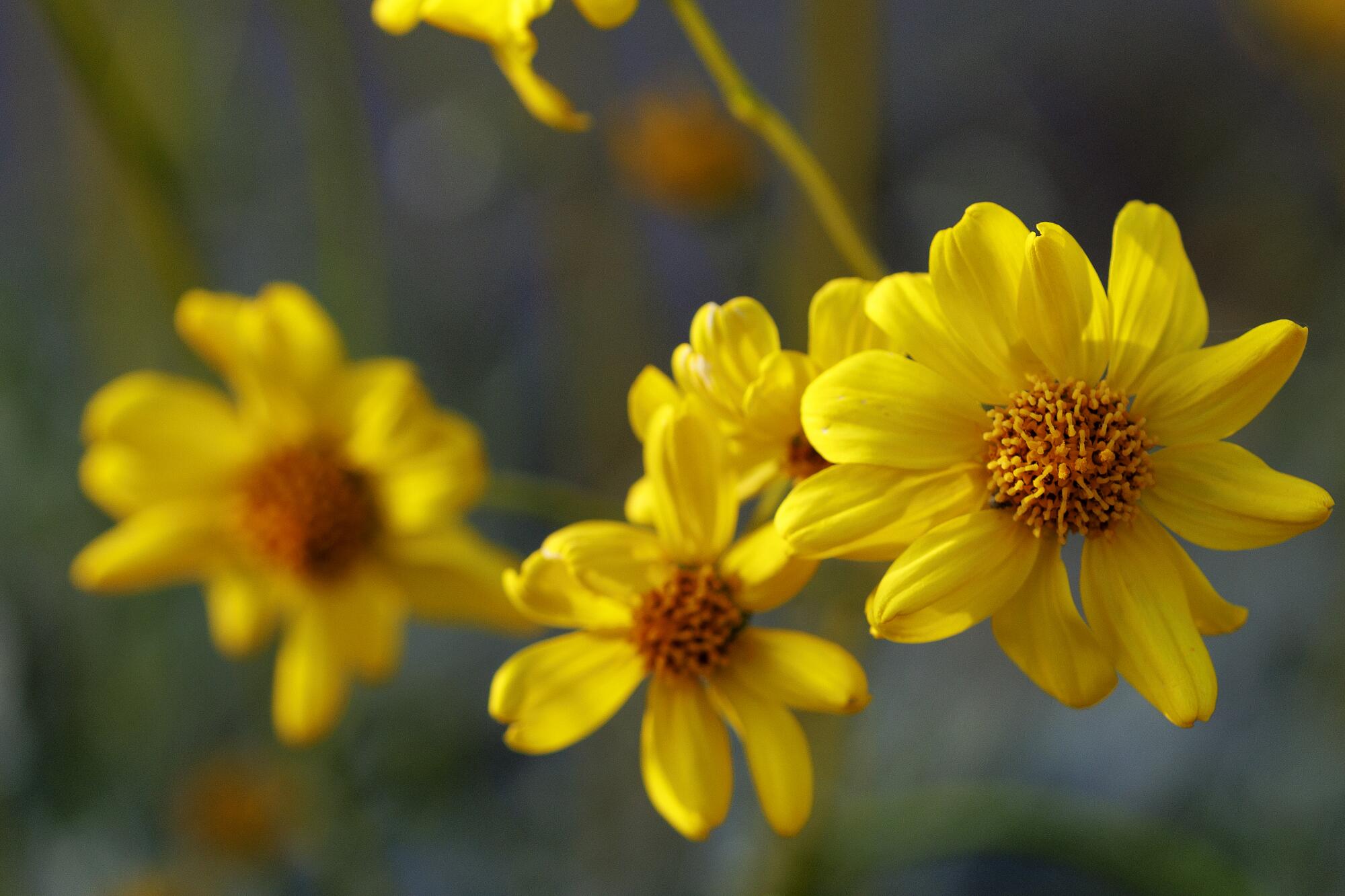 Yellow wildflowers bloom in Walker Canyon.