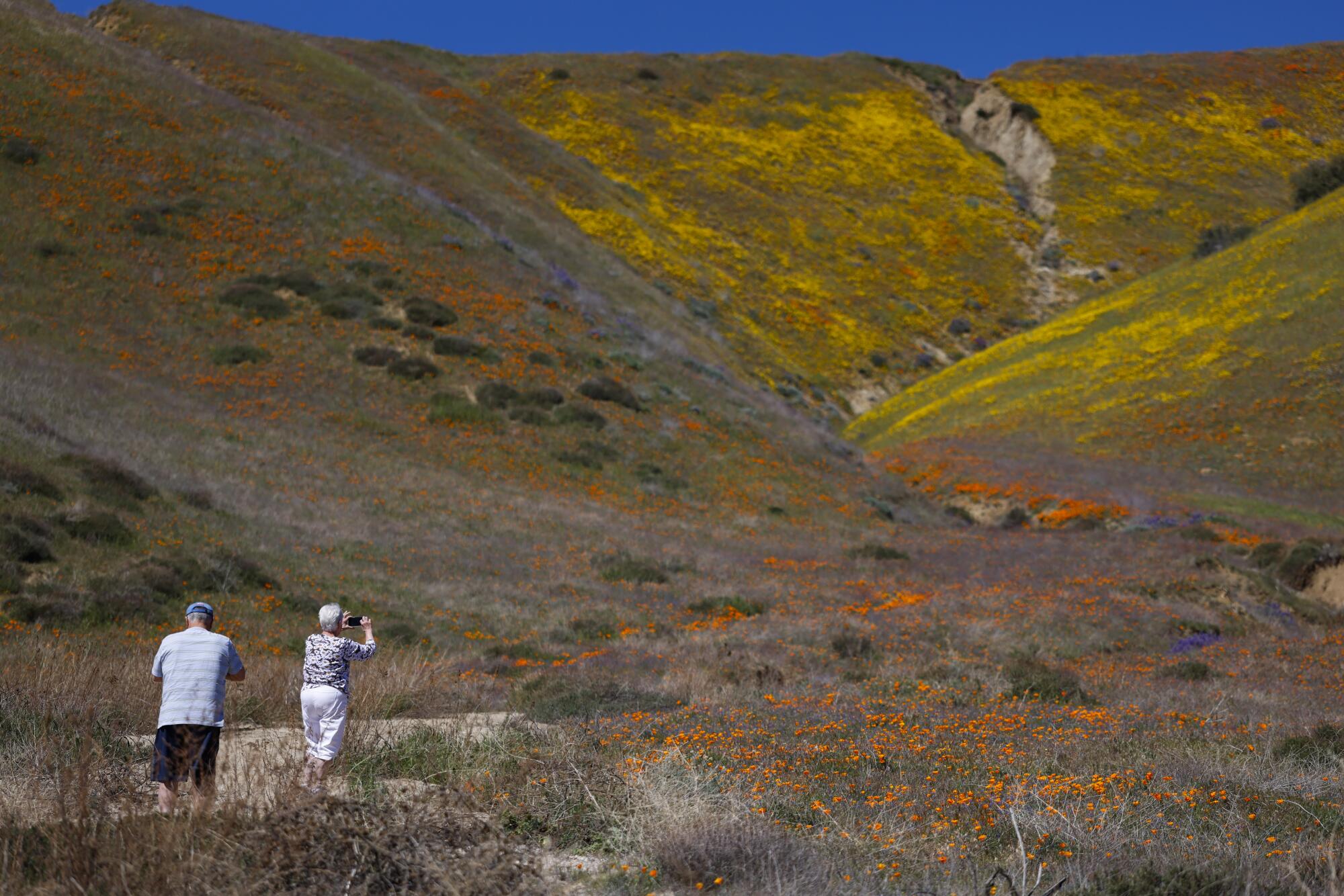 Two people take photos of flowers on a hill.