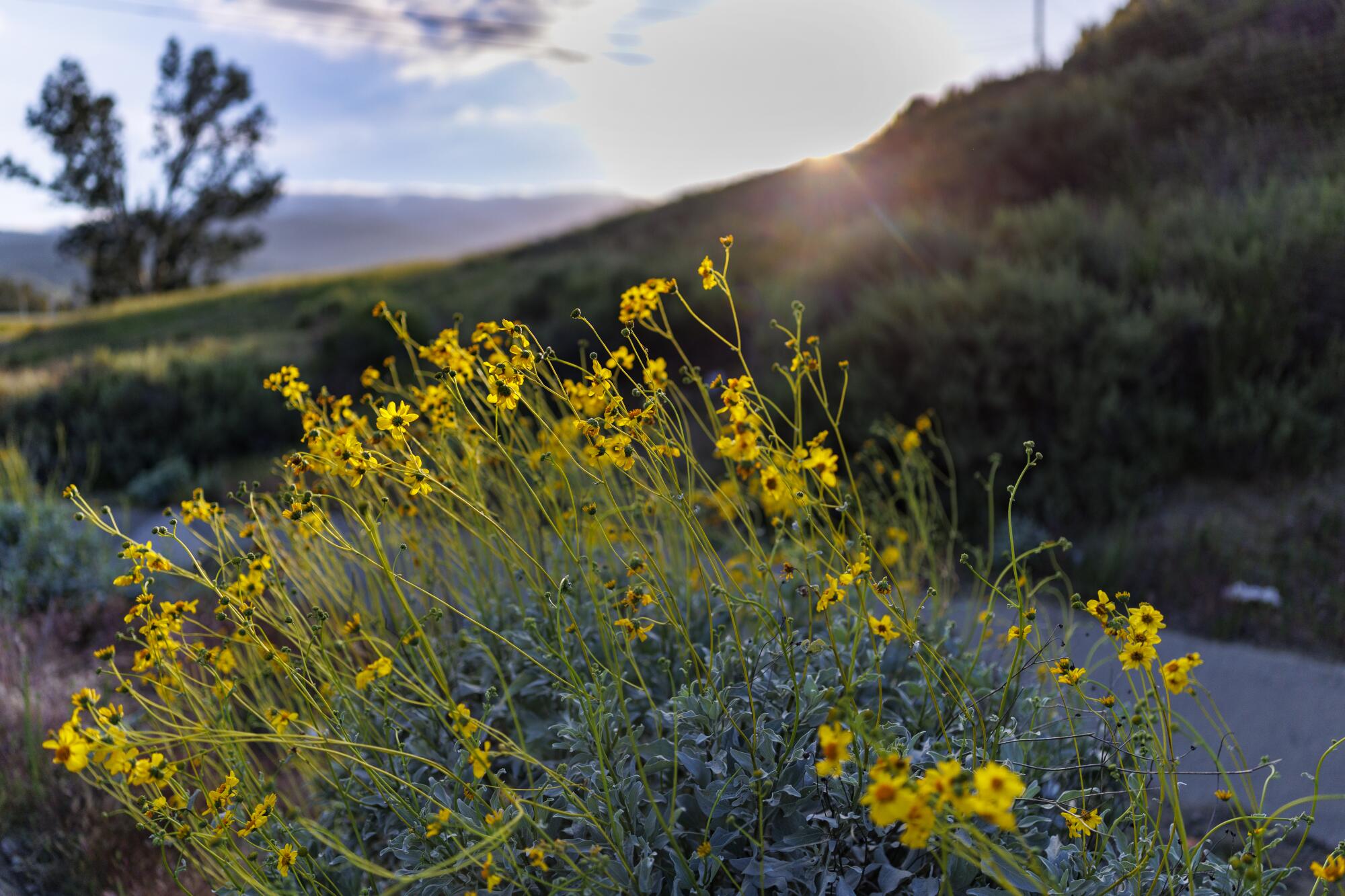 Patches of wildflowers bloom.