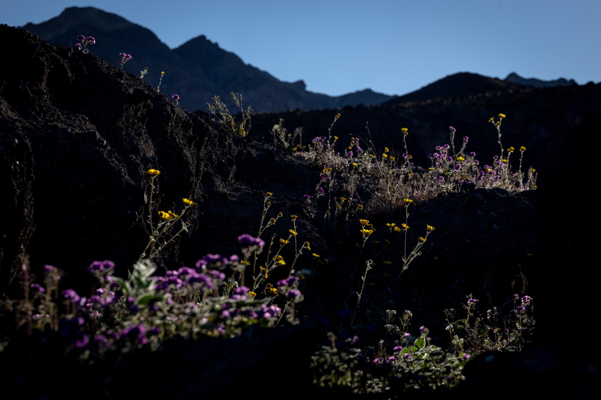 Flowers blooming in Death Valley.