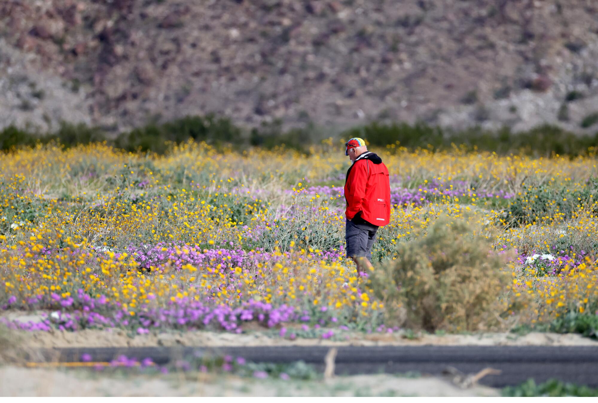 A man explores the abundant wildflowers on Henderson Canyon Road in Borrego Springs.