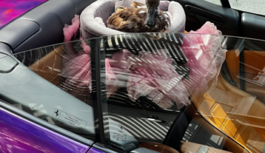 A brown duck sits comfortably in a plush pet bed inside a purple convertible car with a tan leather interior.
