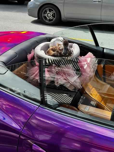 A brown duck sits comfortably in a plush pet bed inside a purple convertible car with a tan leather interior.