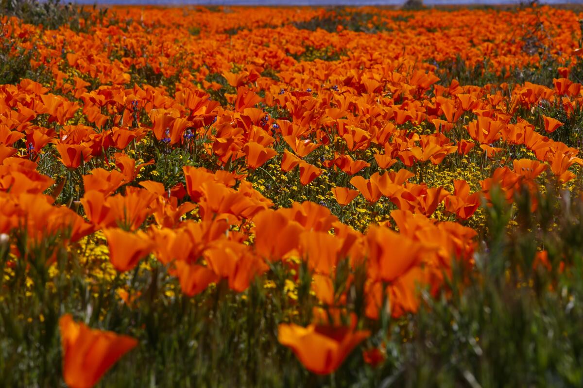 A field of deep orange poppies