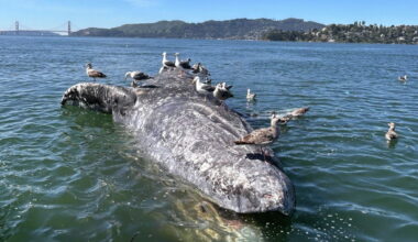 First gray whale death of year reported in San Francisco Bay