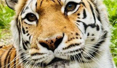 Oakland Zoo’s two tigers rescued together from a roadside zoo die just months apart – East Bay Times