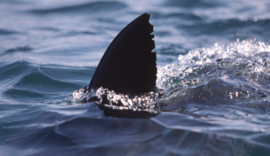 Possible shark attack under investigation after California surfer injured