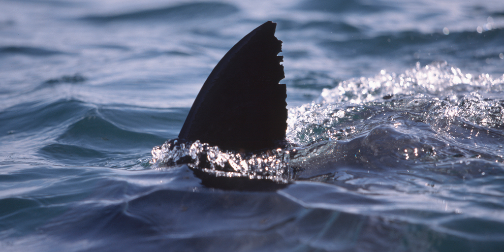 Possible shark attack under investigation after California surfer injured