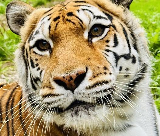 Oakland Zoo’s two tigers rescued together from a roadside zoo die just months apart – Times Herald Online