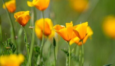 When is first day of spring n CA? Equinox, weather forecasts