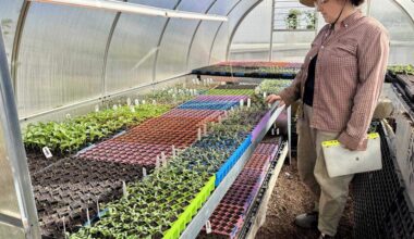 Root 64 plant starts sale in Tallac Village