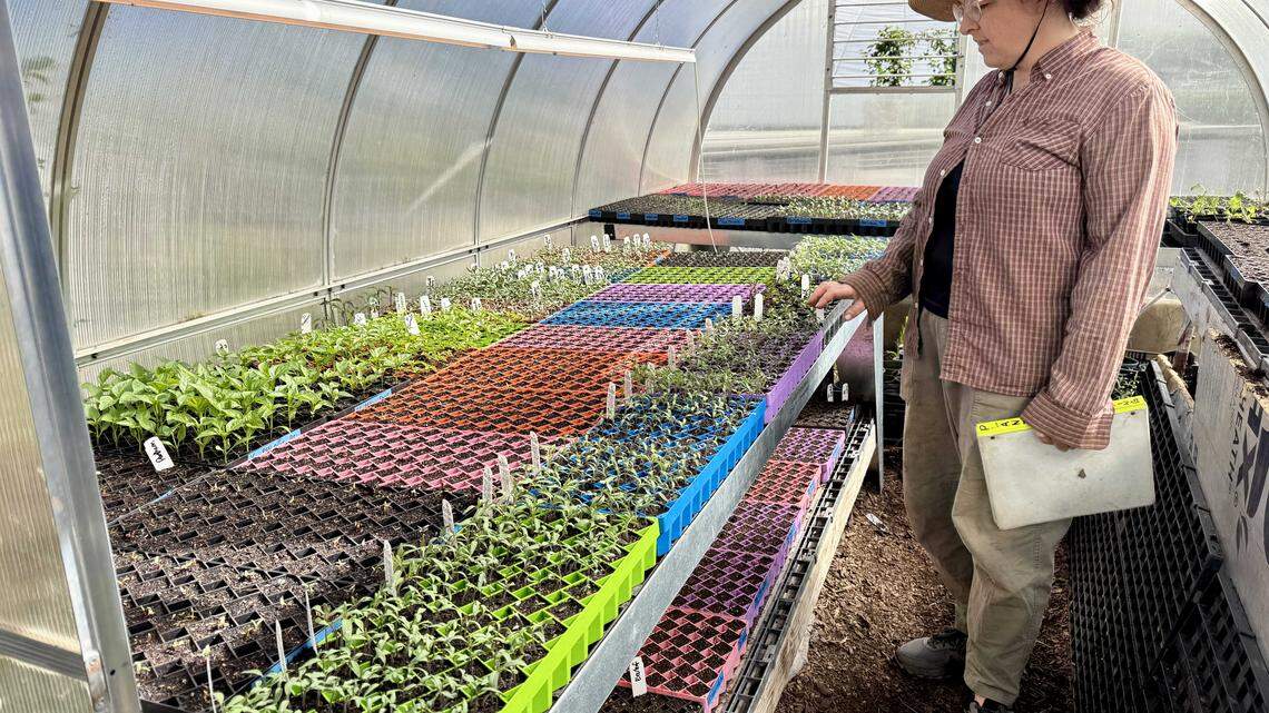 Root 64 plant starts sale in Tallac Village