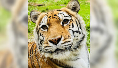 Oakland Zoo’s last tiger euthanized following cancer diagnosis