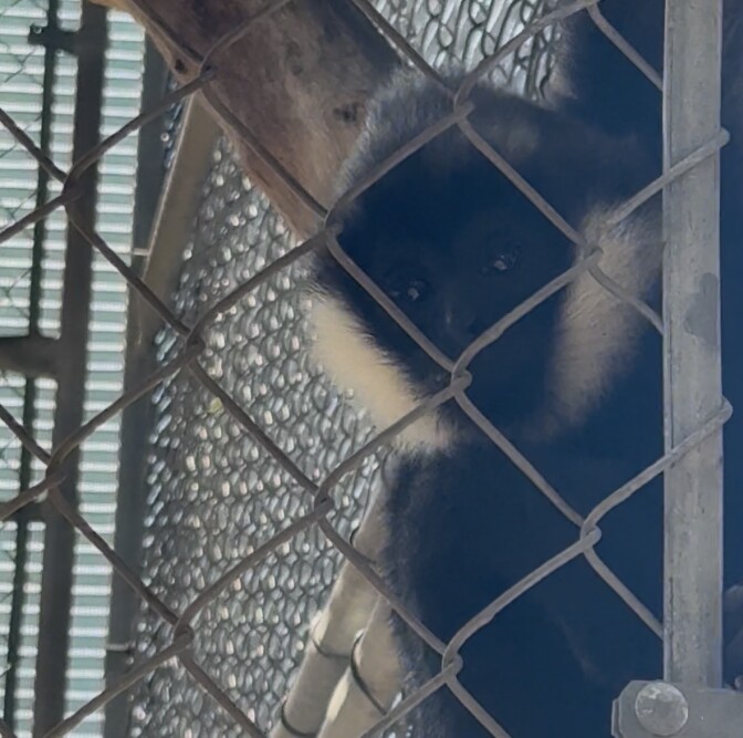 A black gibbon with white cheeks looks inquisitively from inside their cage 