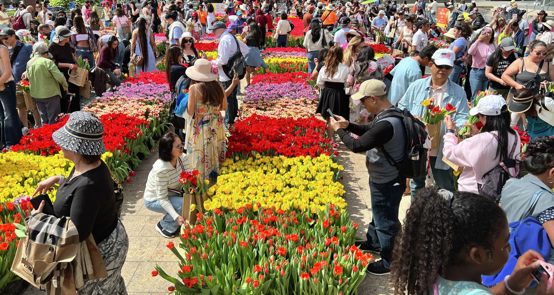 SF spirit in full bloom as thousands line up for free tulips