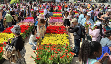 SF spirit in full bloom as thousands line up for free tulips