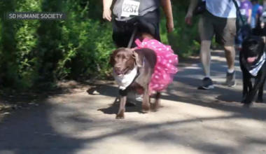 SDHS ‘Walk For Animals 2026’ held in Escondido – NBC 7 San Diego