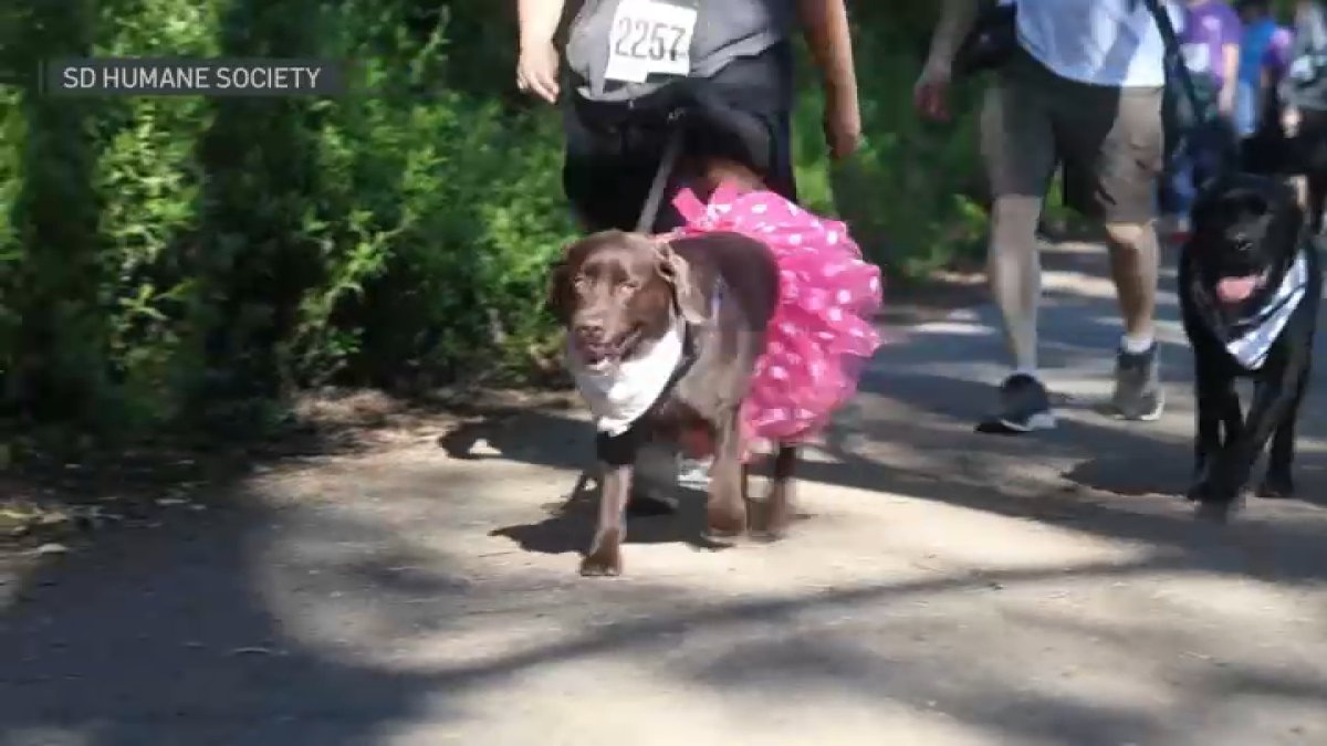 SDHS ‘Walk For Animals 2026’ held in Escondido – NBC 7 San Diego