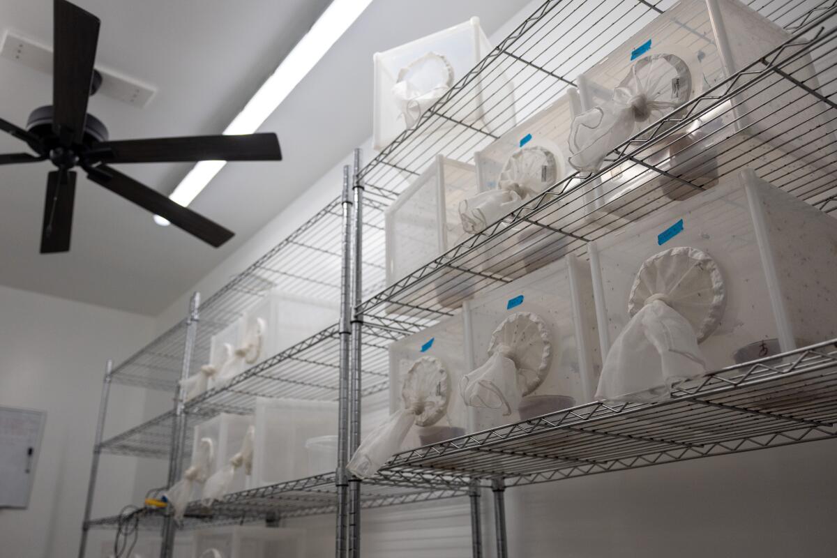 White mesh boxes holding mosquitoes on shelves inside a shipping container.