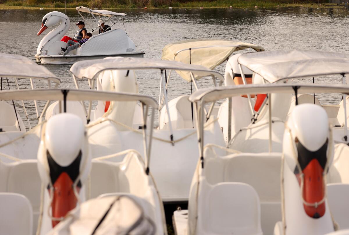 Visitors enjoy a sunny day and a ride on a Swan Boat in Echo Park on January 27, 2026.