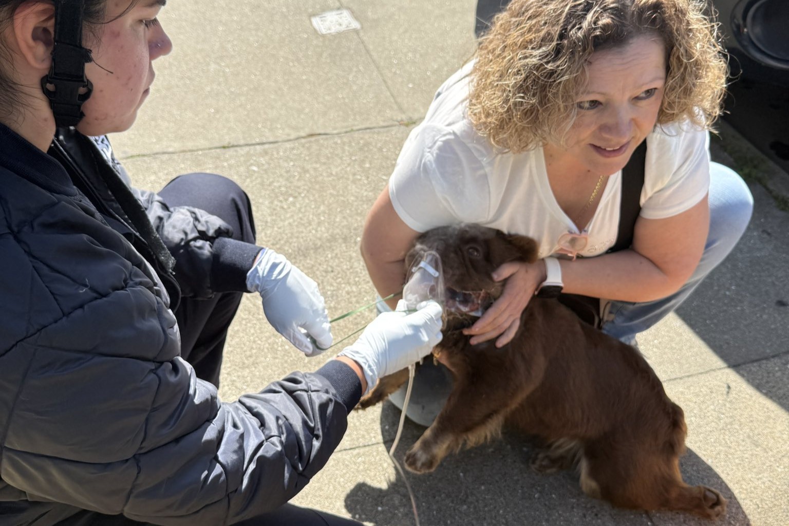 One dog dies, two others injured in S.F. house fire