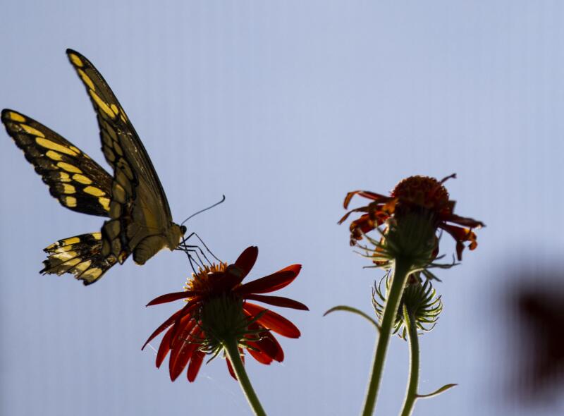 A Giant Swallowtail butterfly pollinates a flower.