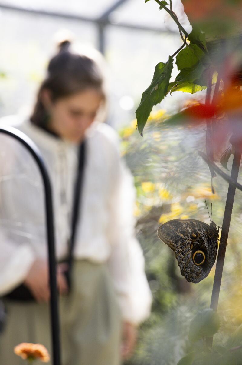 A butterfly in the foreground with a woman looking down in the background 
