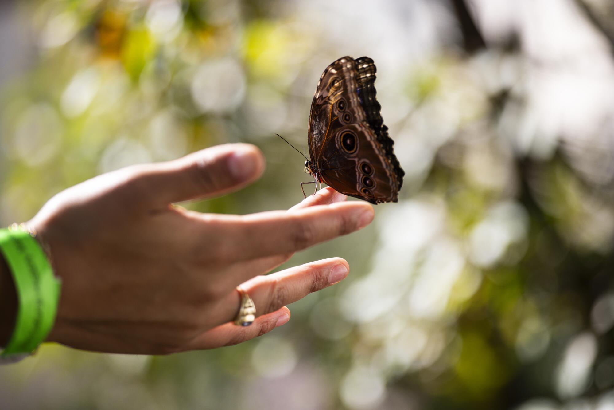 A butterfly sits on a person's finger