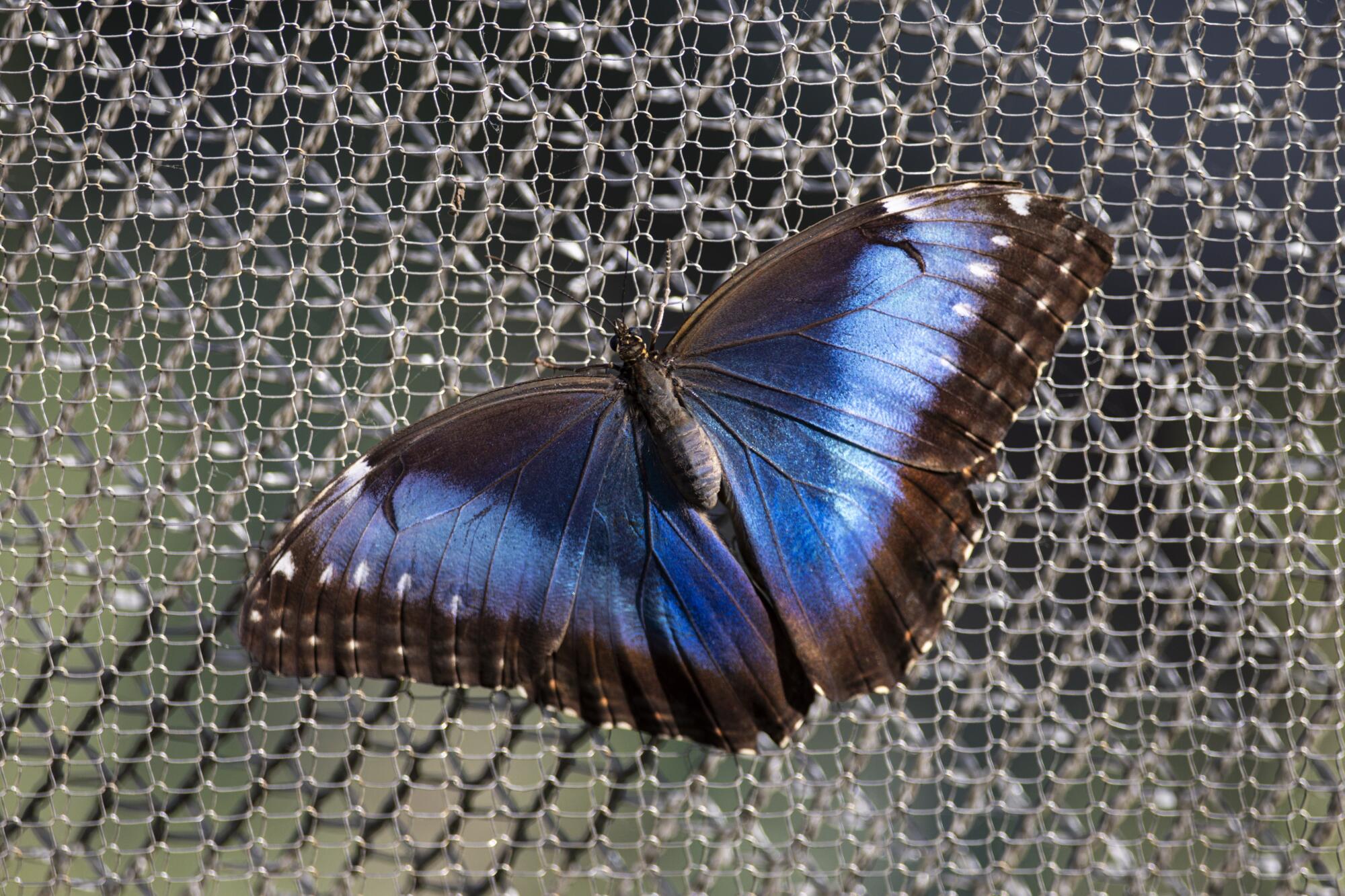 A blue butterfly clings to netting  
