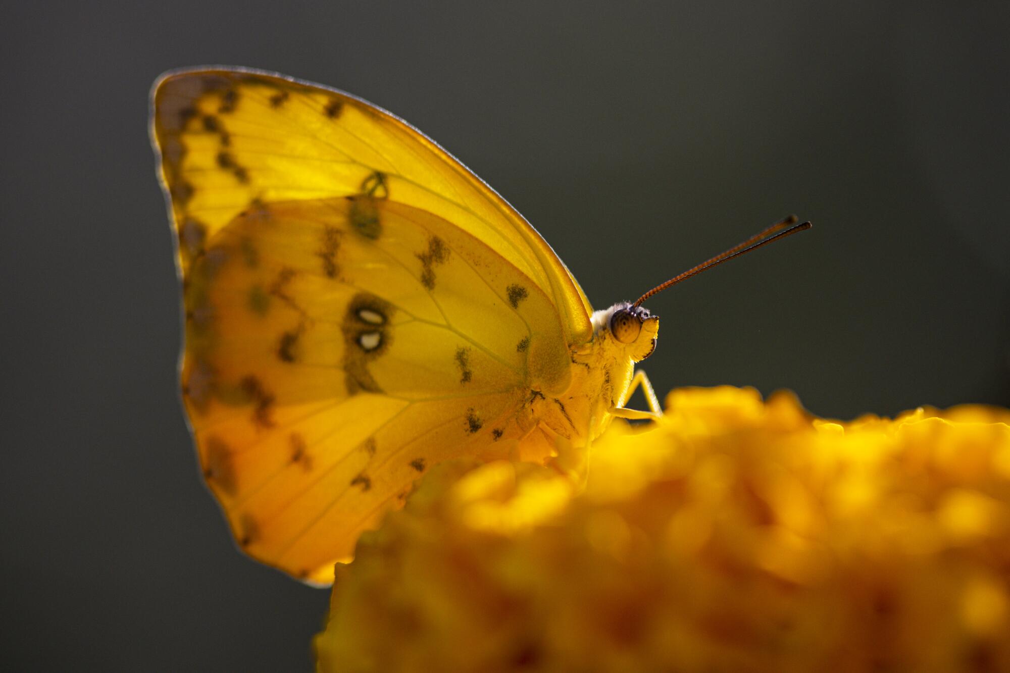 An Orange-barred Sulphur butterfly sits on a flower.
