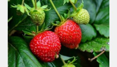 Strawberry crop gains expected from California’s heat wave