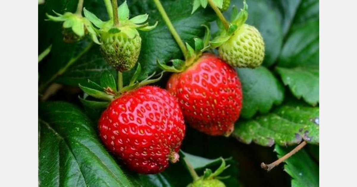 Strawberry crop gains expected from California’s heat wave