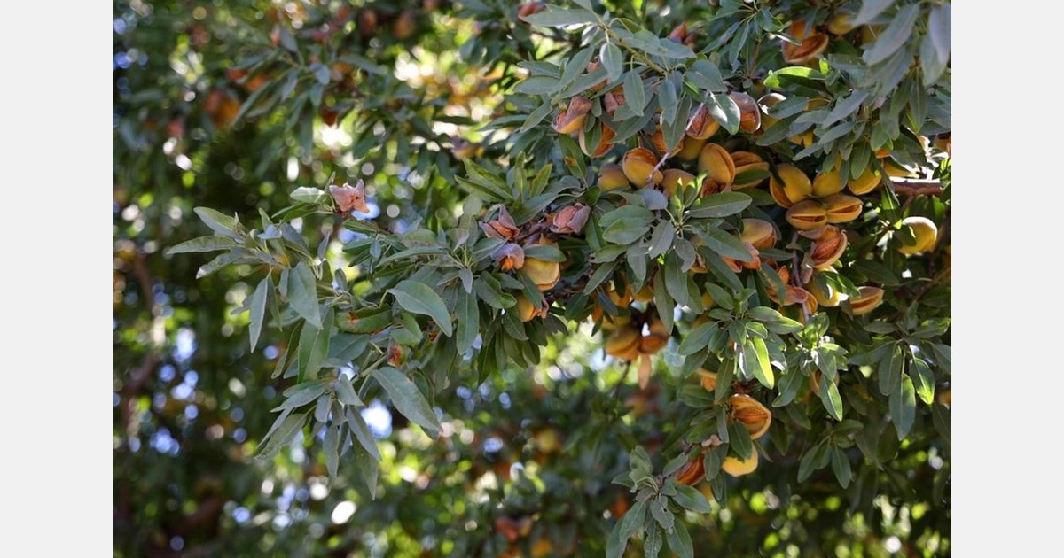 California agricultural exports to China drop 64% in 2025