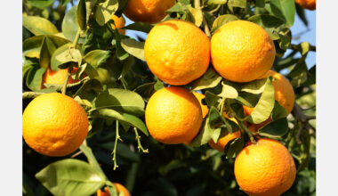 U.S. Fresno State developing robotic citrus harvesting system