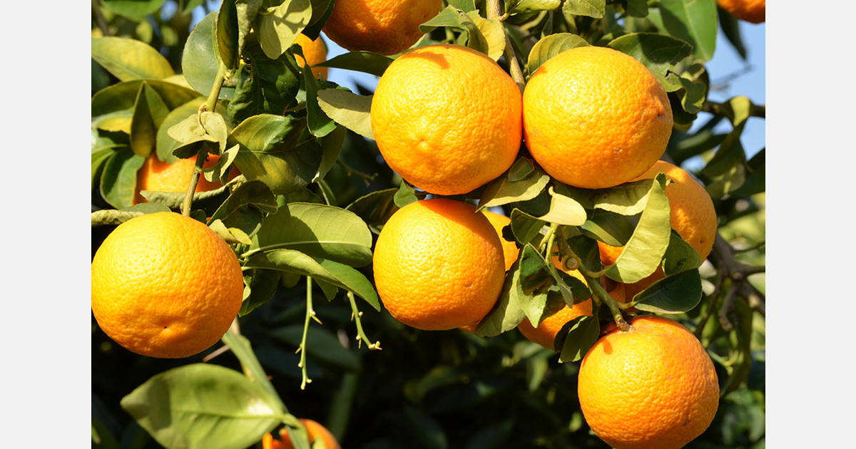 U.S. Fresno State developing robotic citrus harvesting system