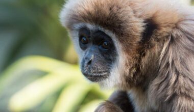 Sacramento Zoo announces death of gibbon Ewell