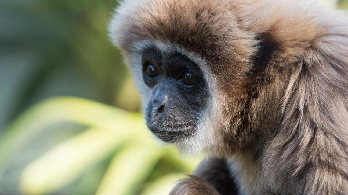 Sacramento Zoo announces death of gibbon Ewell
