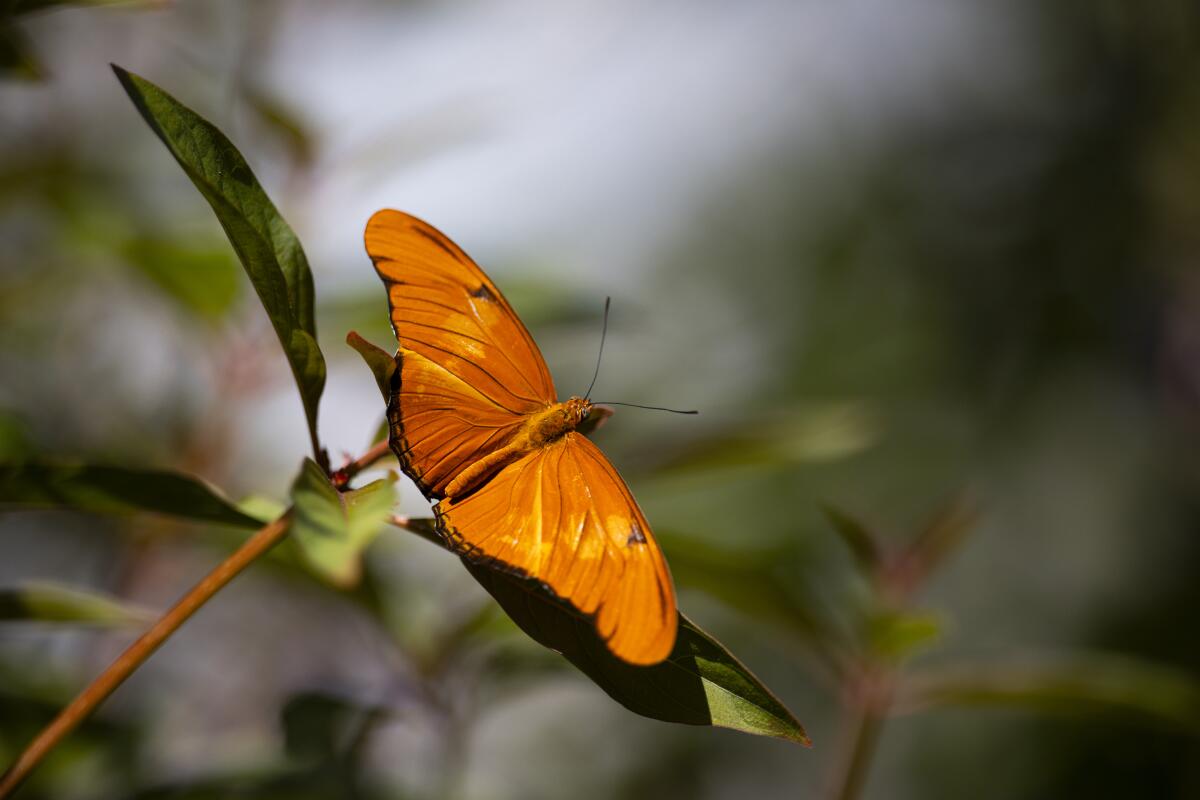 A Julia Longing butterfly rests on a leaf