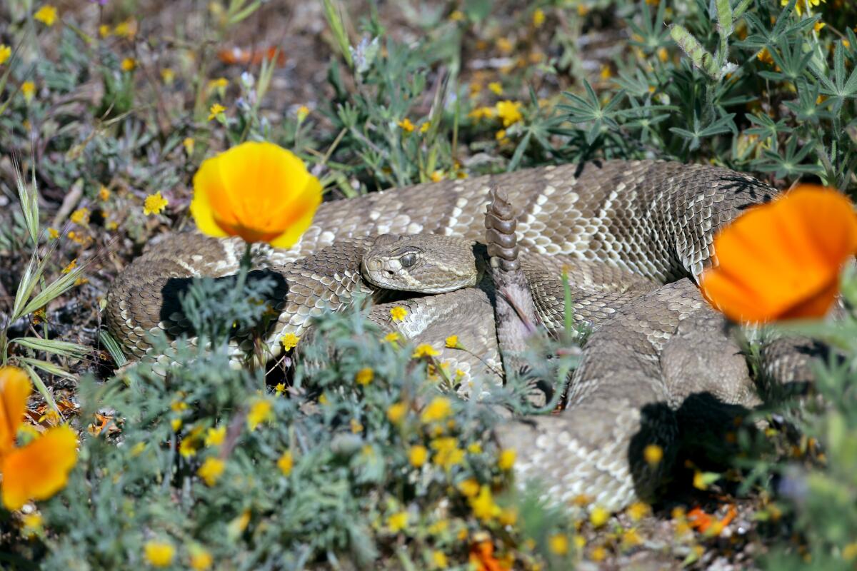 A Mojave "green" rattlesnake rests with a second one in California poppy fields