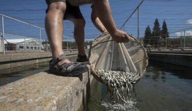 Millions of young salmon face low flows in Sacramento River