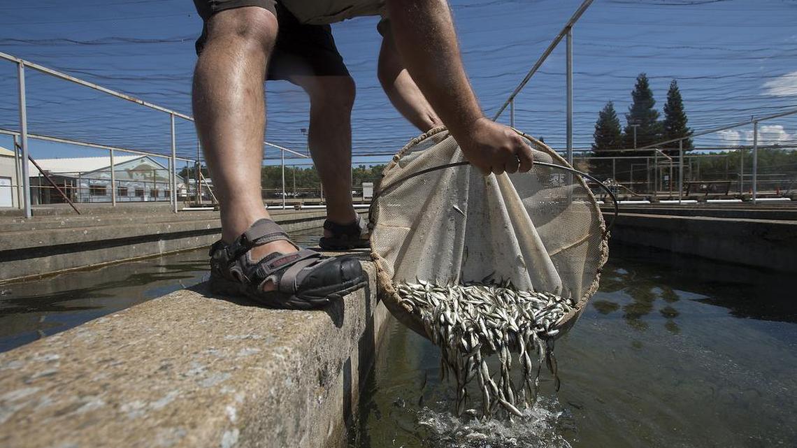 Millions of young salmon face low flows in Sacramento River