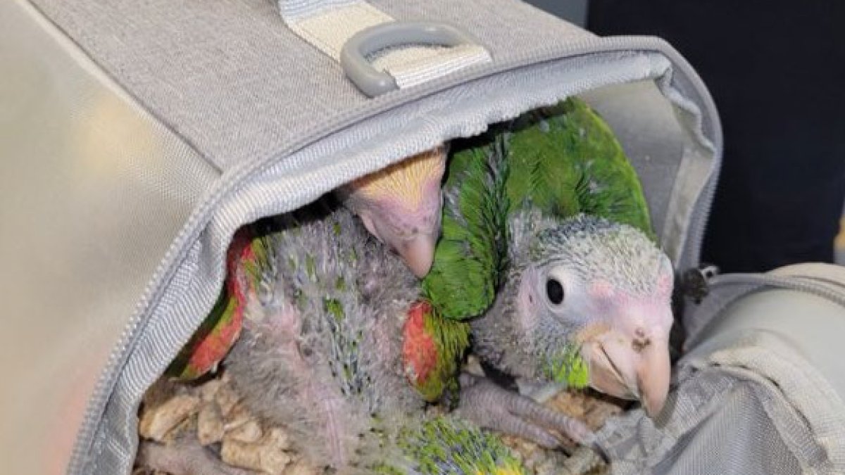 San Diego man sentenced to prison for smuggling parrots, parakeets across border – NBC 7 San Diego